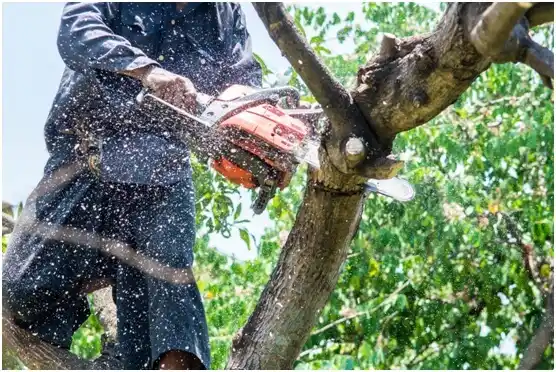 tree services Watertown